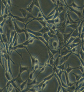 Psi2 DAP小鼠胚胎成纖維細胞主圖