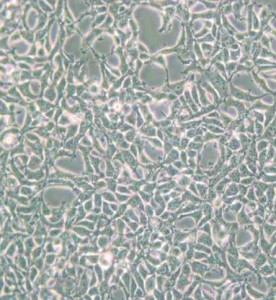 293[HEK-293]人胚腎細胞主圖