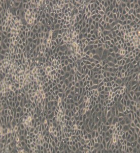 ST豬睪丸細胞主圖