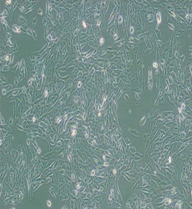 NCI-H647人肺癌細(xì)胞主圖