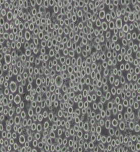 TF-1人血液白血病細胞主圖