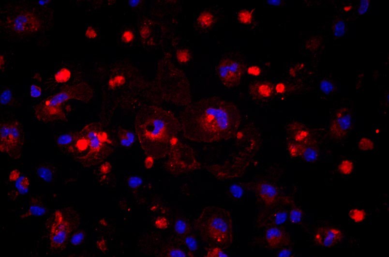 小鼠肝枯否細胞主圖