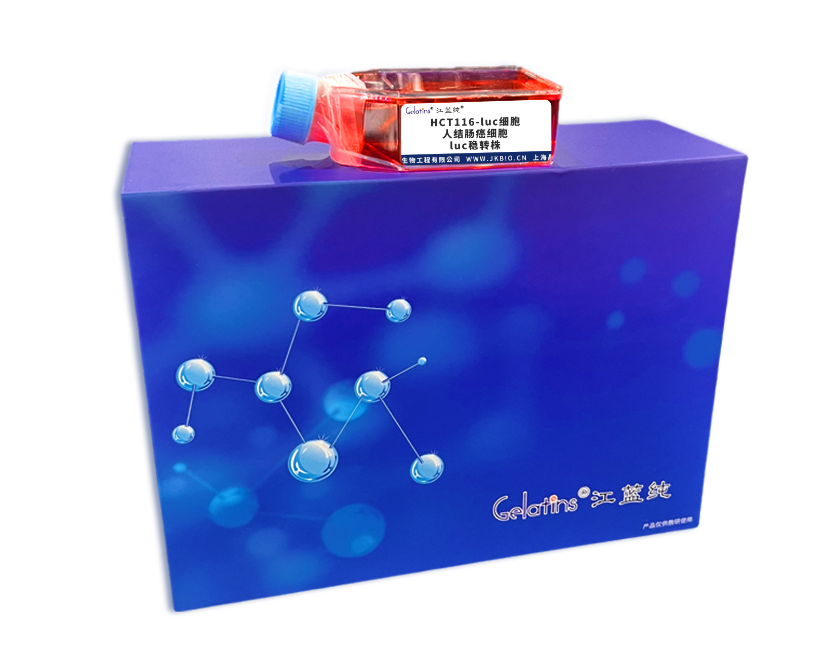 HCT116-luc細(xì)胞 ; 人結(jié)腸癌細(xì)胞luc穩(wěn)轉(zhuǎn)株主圖