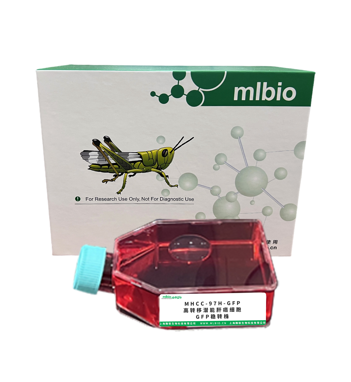 MHCC-97H-GFP 高轉移潛能肝癌細胞GFP穩(wěn)轉株主圖