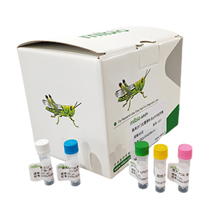 十足目虹彩病毒1型探針法LAMP試劑盒(含內參)主圖